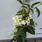 Jazmín vonný (Trachelospermum jasminoides) - výška 30-60 cm, kont. C1L
